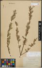 Foto von Salix purpurea L. x Salix viminalis L.